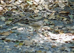 Baeolophus inornatus