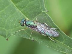 Merosargus caeruleifrons