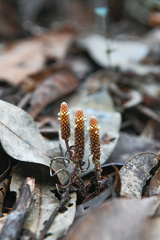Epirixanthes