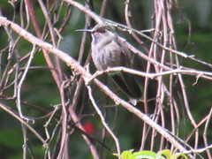 Lampornis amethystinus