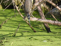 Butorides virescens image