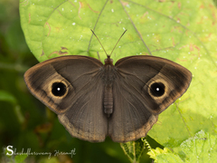 Mycalesis mineus polydecta