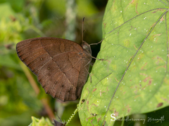 Mycalesis mineus polydecta