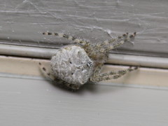 Araneus cavaticus
