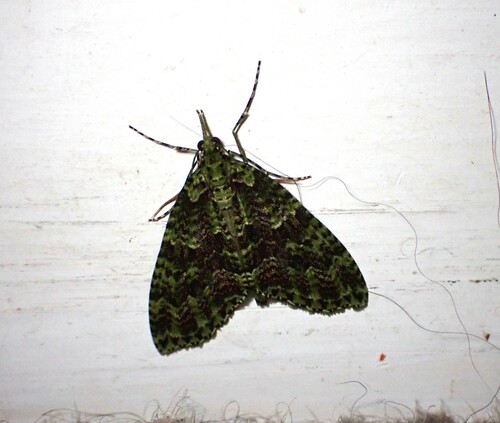 Photo of Kamahi Green Spindle (Tatosoma tipulata)