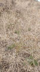 Reseda luteola image