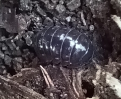 Armadillidium vulgare