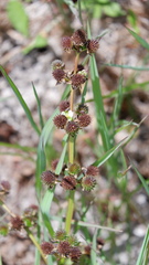 Echinodorus berteroi