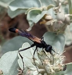 Ammophila placida