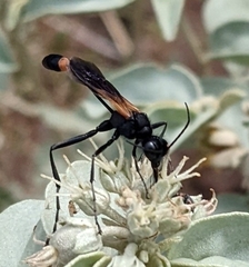Ammophila placida