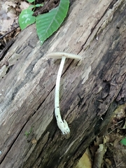 Volvariella nigrodisca
