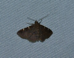 Antiblemma concinnula