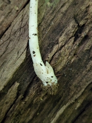 Volvariella nigrodisca