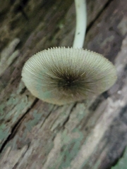 Volvariella nigrodisca