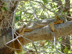 Sciurus niger