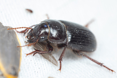 Euryderus grossus