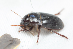 Euryderus grossus