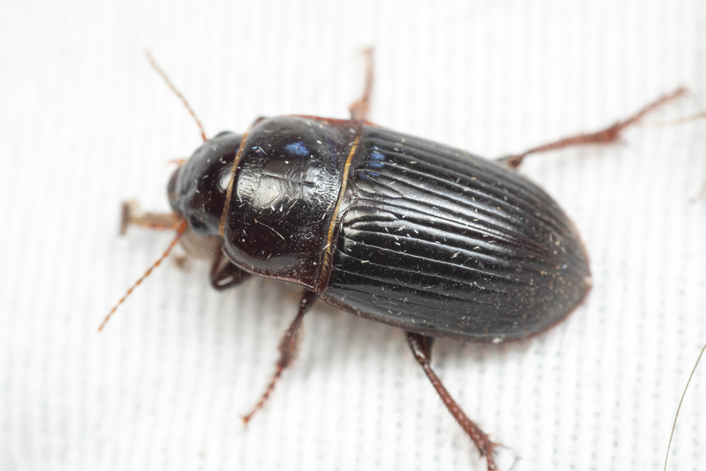 Euryderus grossus