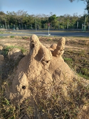 Cornitermes bequaerti