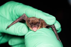 Myotis volans