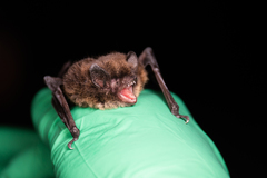 Myotis volans