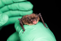Myotis volans
