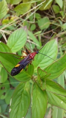 Graptocleptes bicolor
