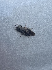 Dicyphoma schaefferi