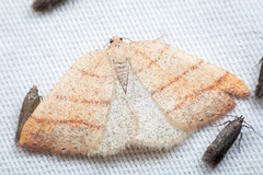 Drepanulatrix carnearia