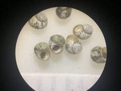 Pyrgulopsis landyei