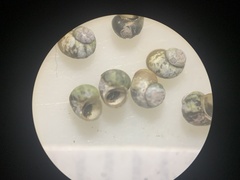 Pyrgulopsis landyei