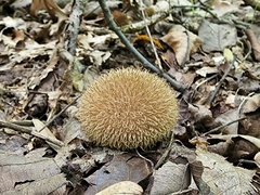 Lycoperdon americanum