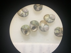 Pyrgulopsis landyei