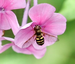 Eupeodes americanus