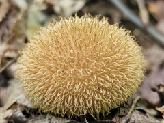 Lycoperdon americanum