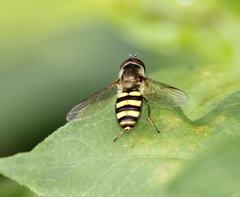 Eupeodes americanus