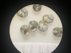 Pyrgulopsis landyei