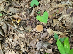 Lycoperdon americanum