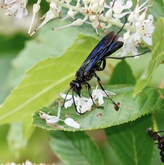 Sphex pensylvanicus