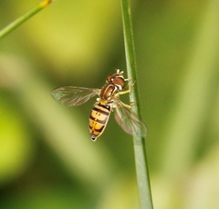 Toxomerus marginatus