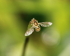 Toxomerus marginatus