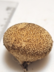 Lycoperdon americanum