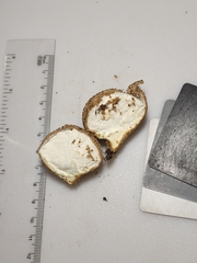 Lycoperdon americanum