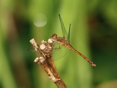 Sympetrum vicinum