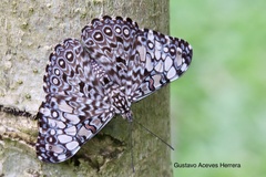 Hamadryas feronia farinulenta