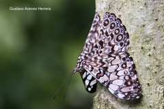 Hamadryas feronia farinulenta
