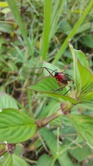 Graptocleptes bicolor