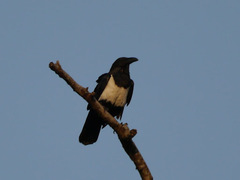 Image of Corvus albus