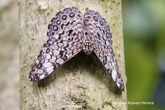 Hamadryas feronia farinulenta