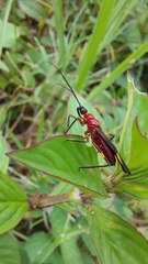 Graptocleptes bicolor